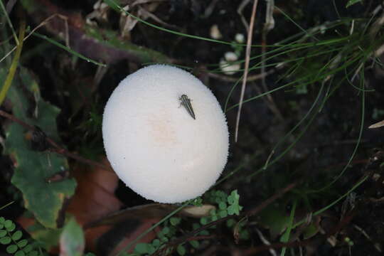 Imagem de Lycoperdon perlatum Pers. 1796