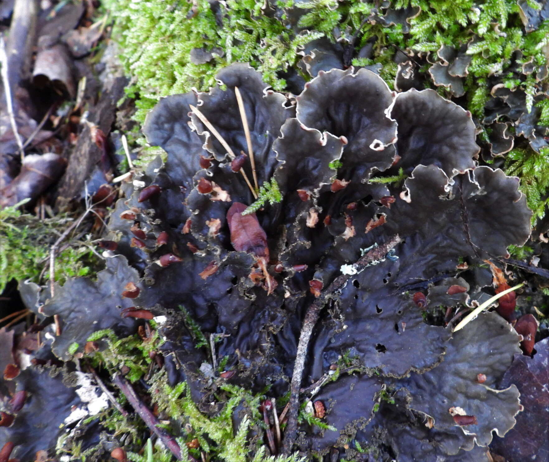 Image of felt lichen