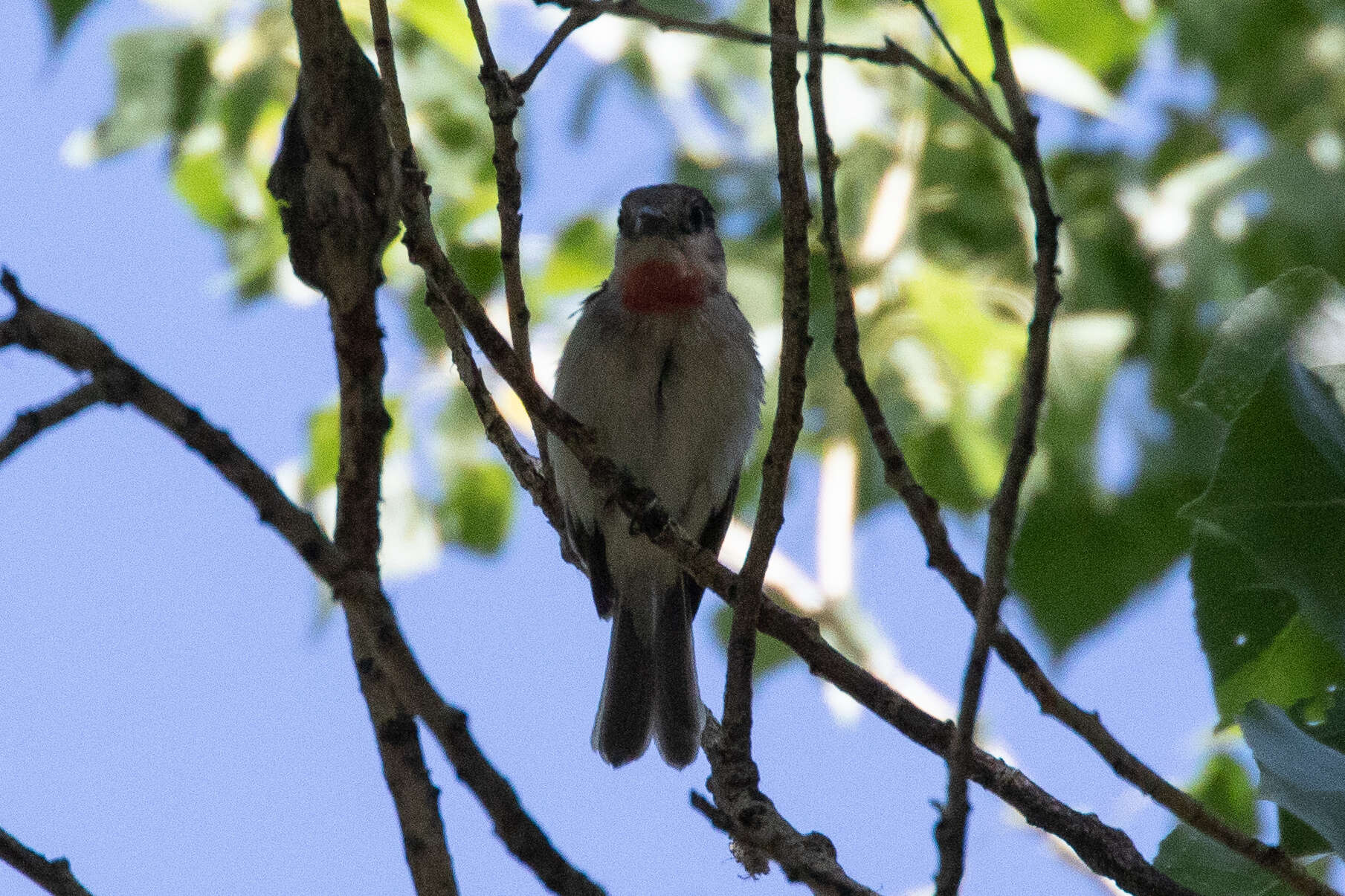 Pachyramphus aglaiae (Lafresnaye 1839) resmi