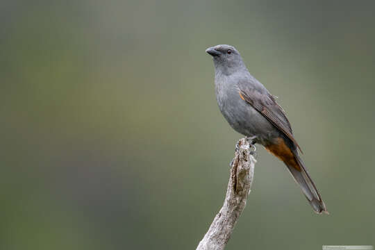 Image of New Caledonian Cuckooshrike