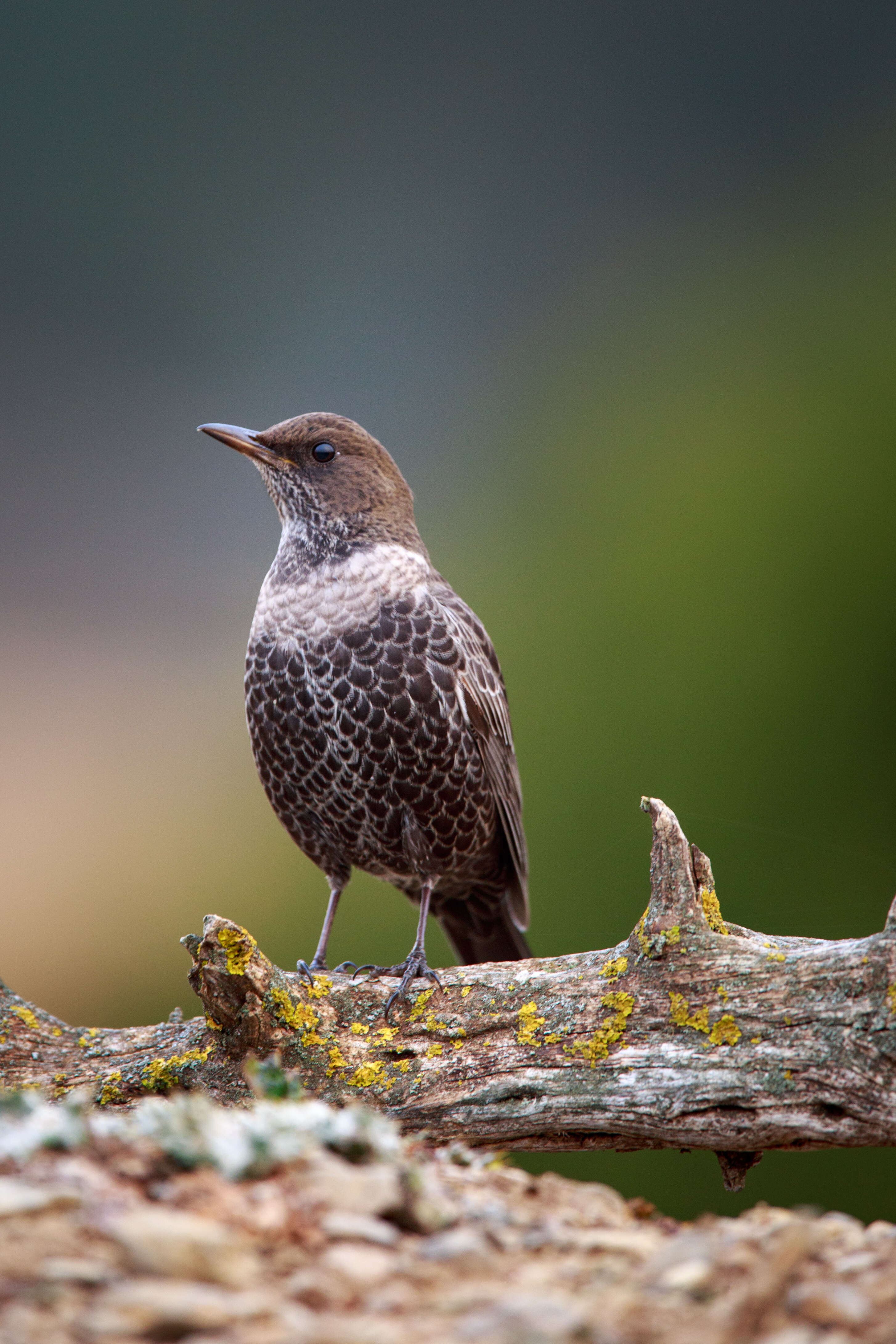 Image of Ring Ouzel