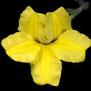 Imagem de Goodenia convexa R. Carolin