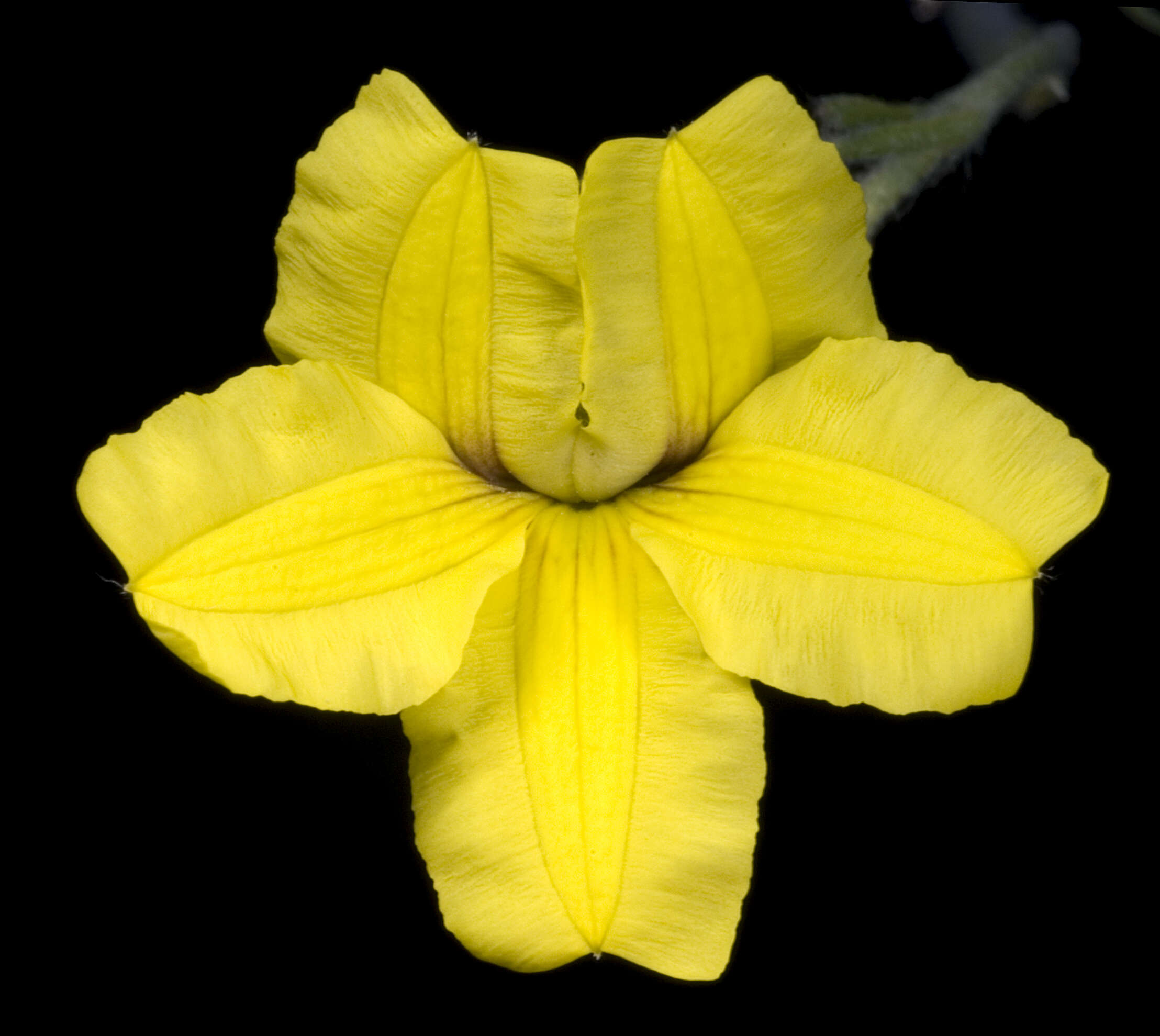 Imagem de Goodenia convexa R. Carolin