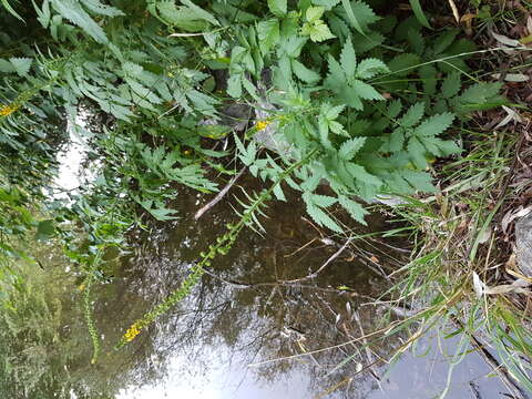 Image of fragrant agrimony