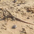 Image of Nidua Fringe-fingered Lizard