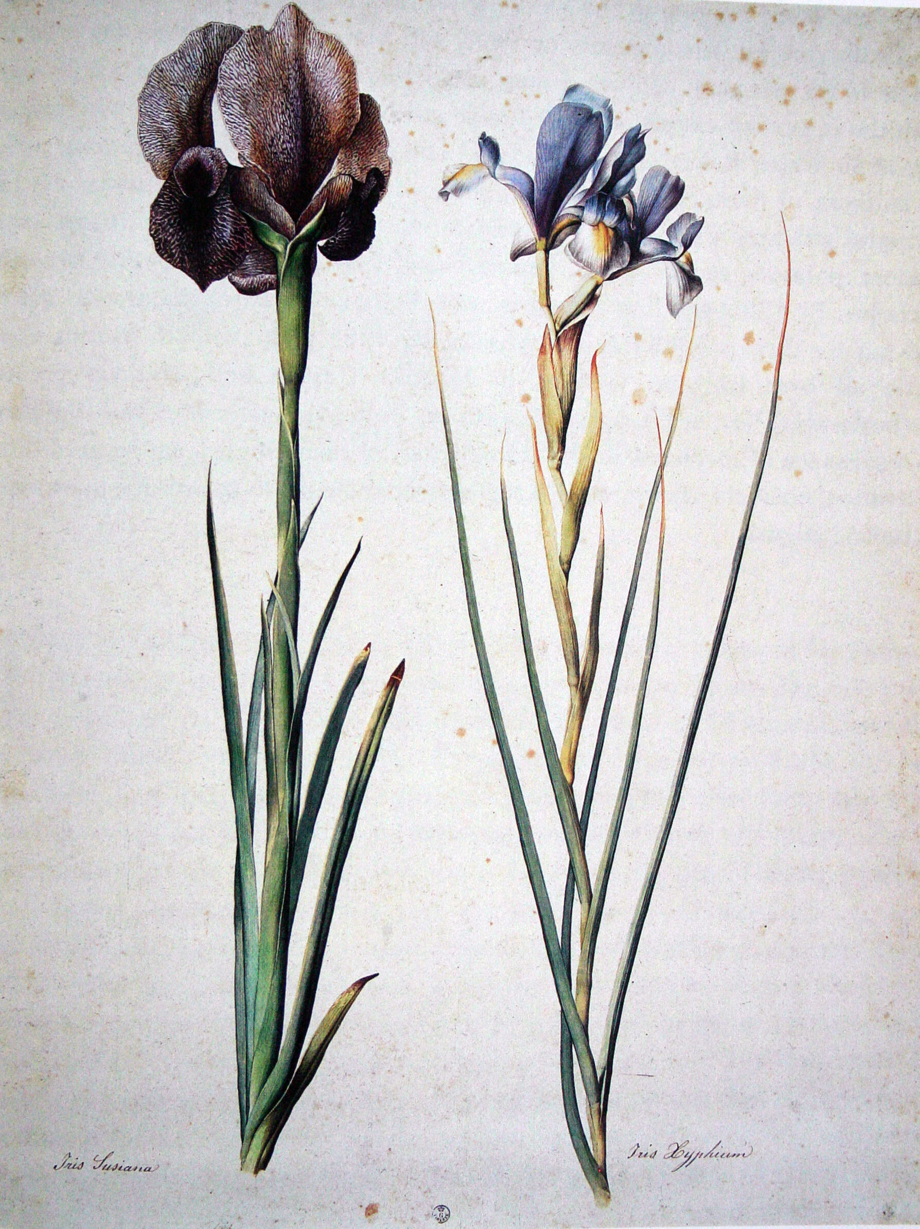 Plancia ëd Iris susiana L.