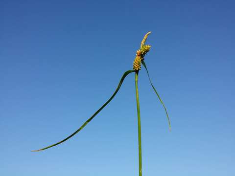 Image of Carex viridula