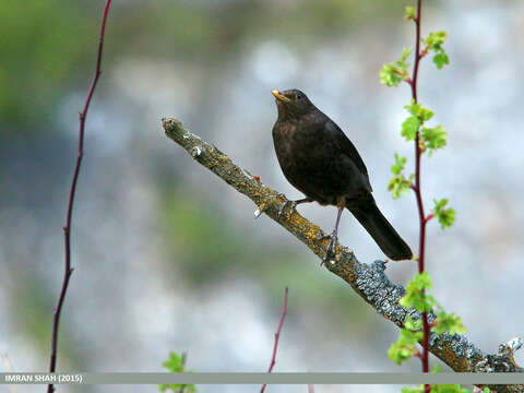 Image of Tibetan Blackbird