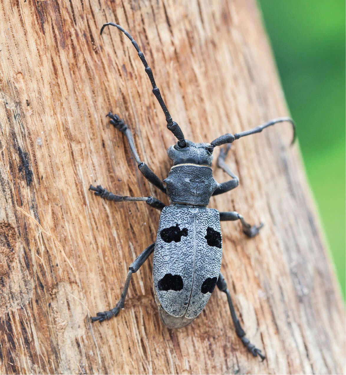 Imagem de Morimus funereus Mulsant 1862