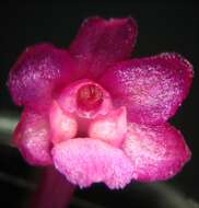 Image de Holcoglossum