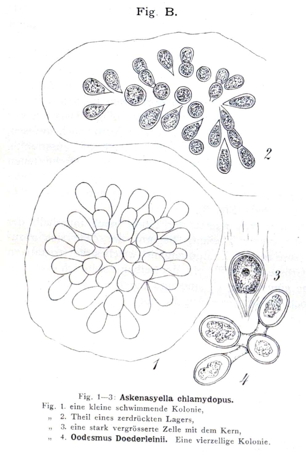 Image de Phaeothamniophyceae