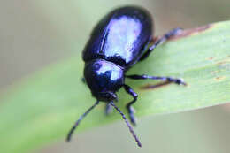 Image of Chrysochus asclepiadeus