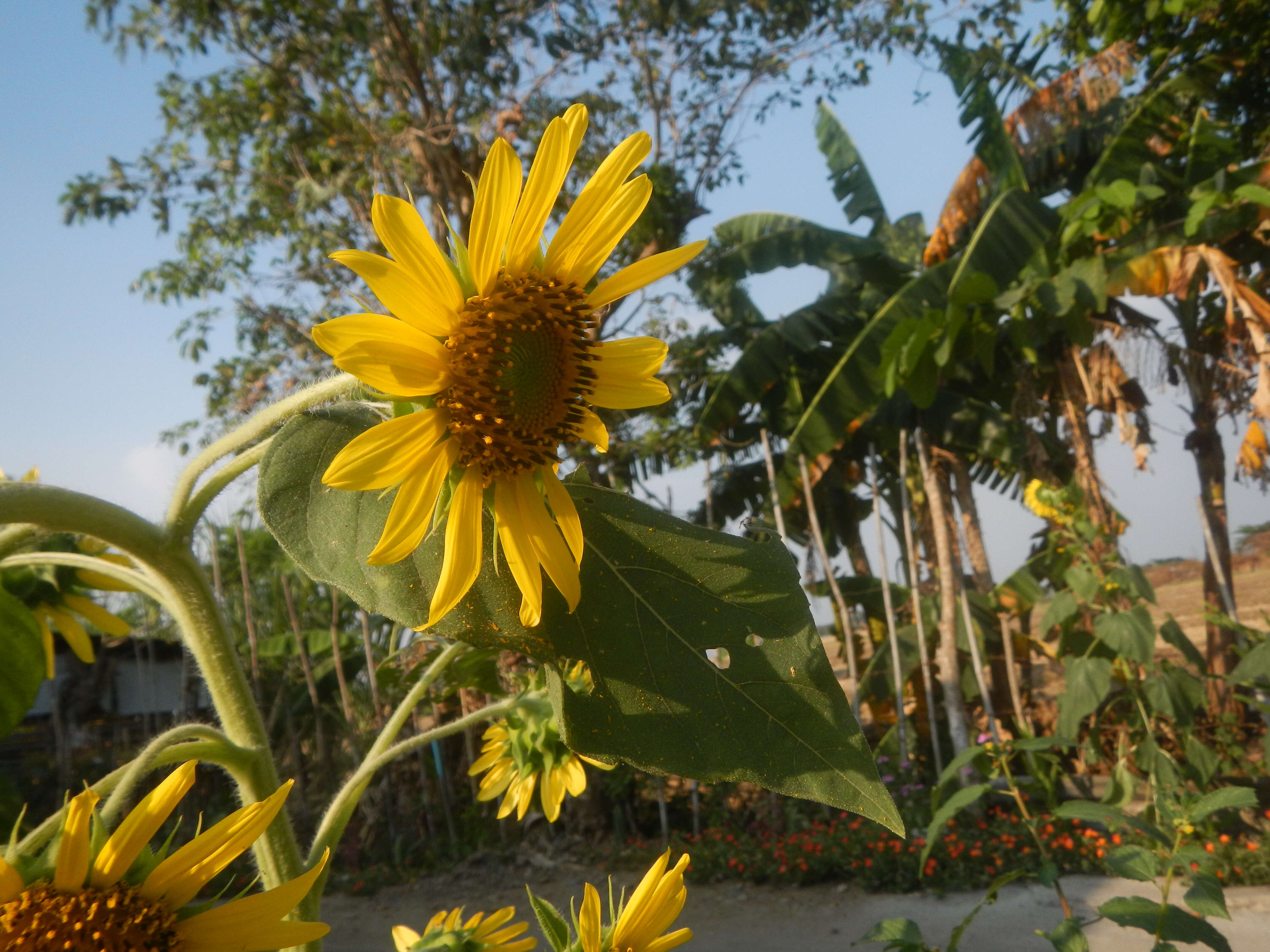 Image of common sunflower