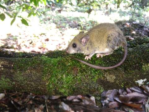 Image of Climbing Mice