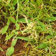 Image of Indian Sundew