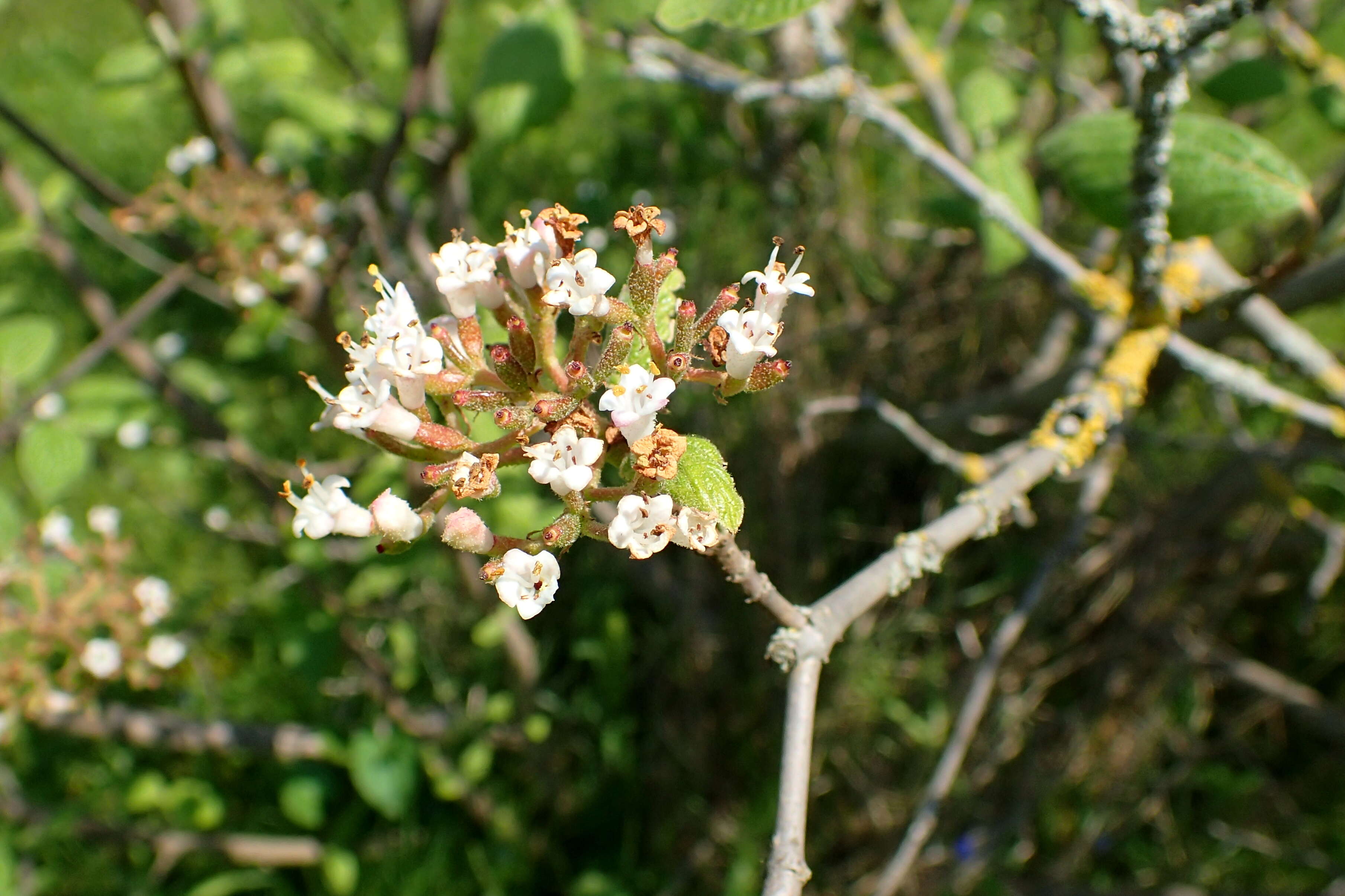 Image de Viburnum cotinifolium D. Don