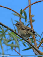 Image of Mountain Chiffchaff