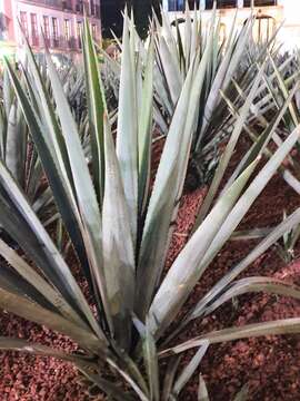 Image of tequila agave