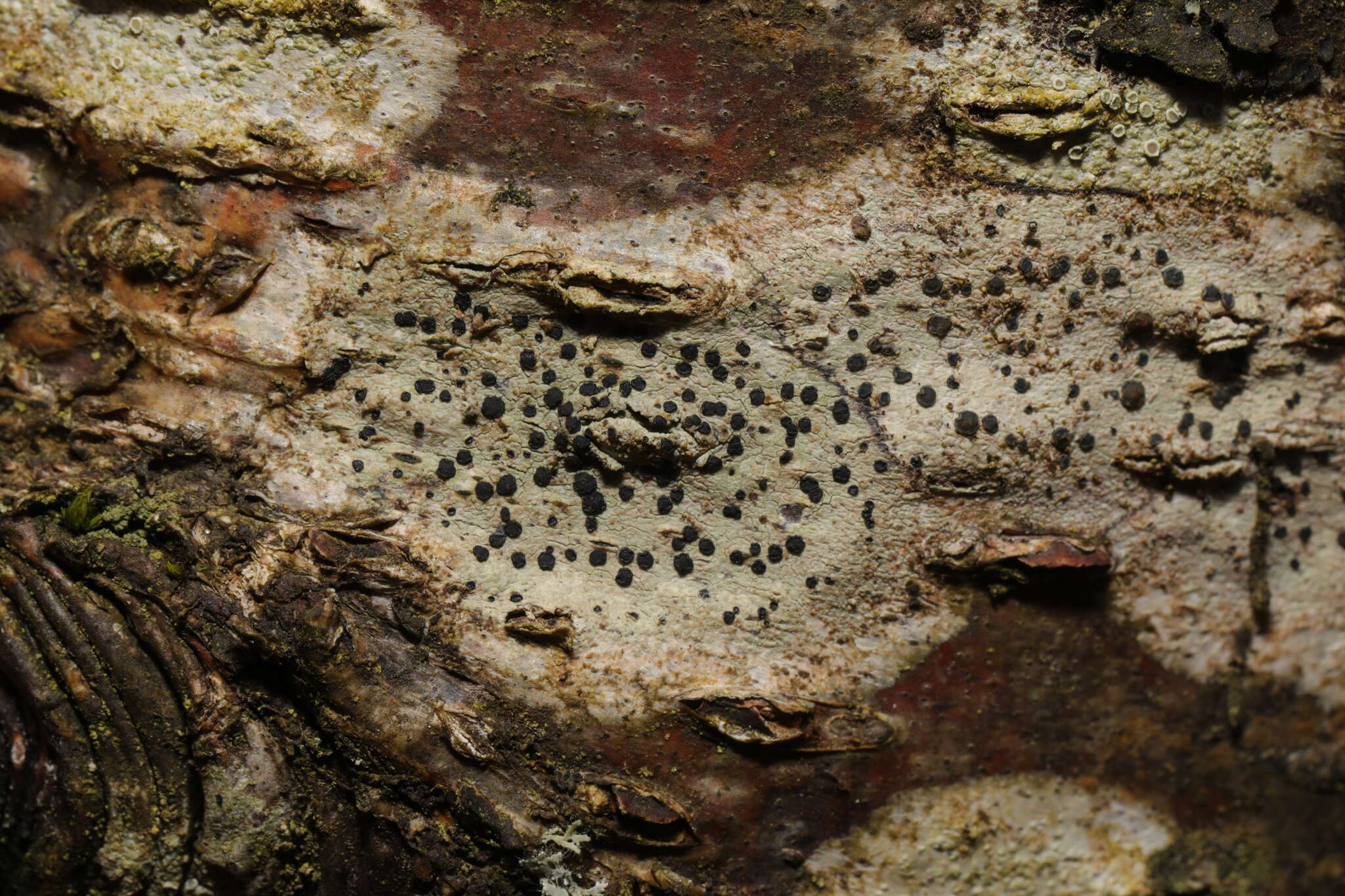 Image de Lecidella elaeochroma (Ach.) M. Choisy