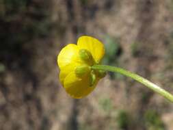 Image of Goldilocks Buttercup