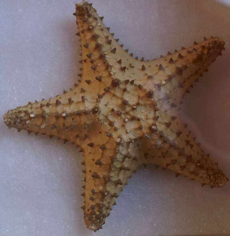 Image of Red cushion sea star