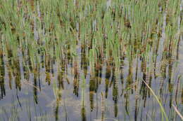 Image of Mare's Tail