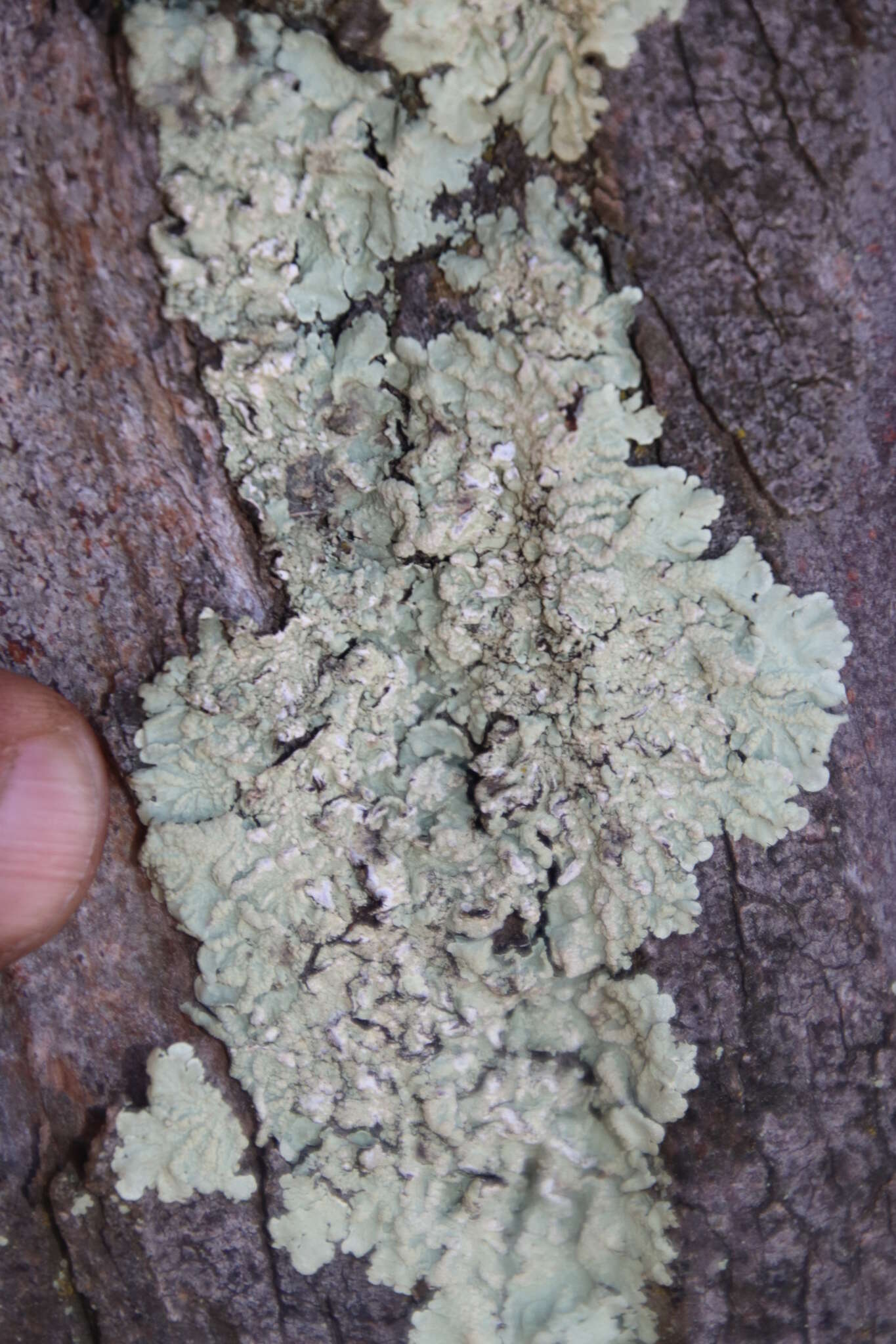 Image of Flavoparmelia soredians (Nyl.) Hale