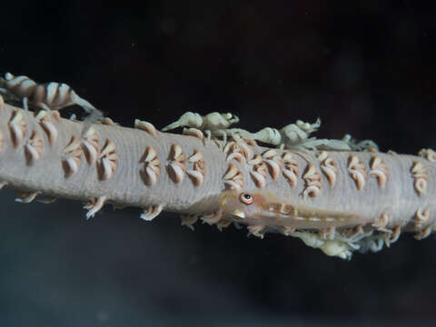 Image of Whip coral goby