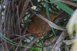 Image of Philippine tarsier