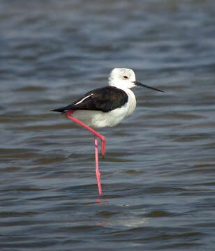 Image of Black-winged Stilt