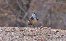 Image of Achaetops Roberts 1922