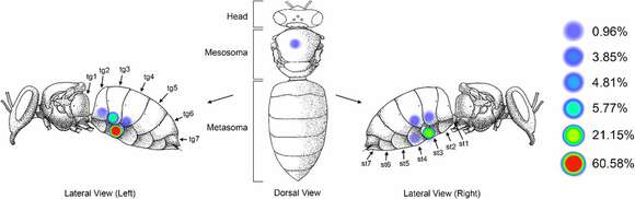 Image of Varroidae