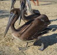 Image of California brown pelican