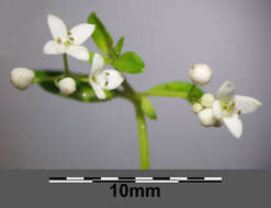 Imagem de Galium palustre L.