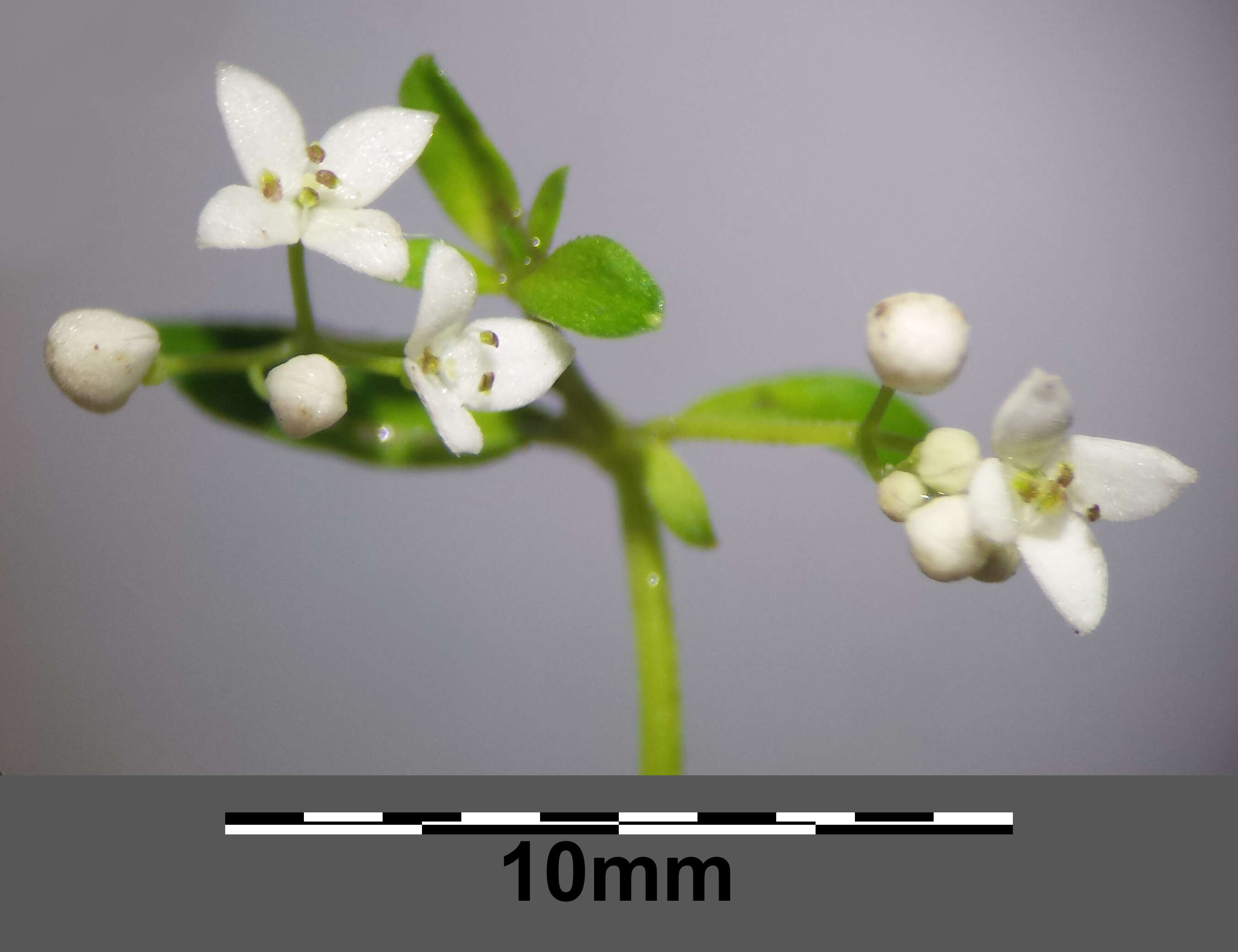 Imagem de Galium palustre L.