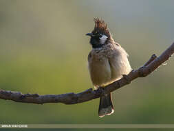 Image of Himalayan Bulbul