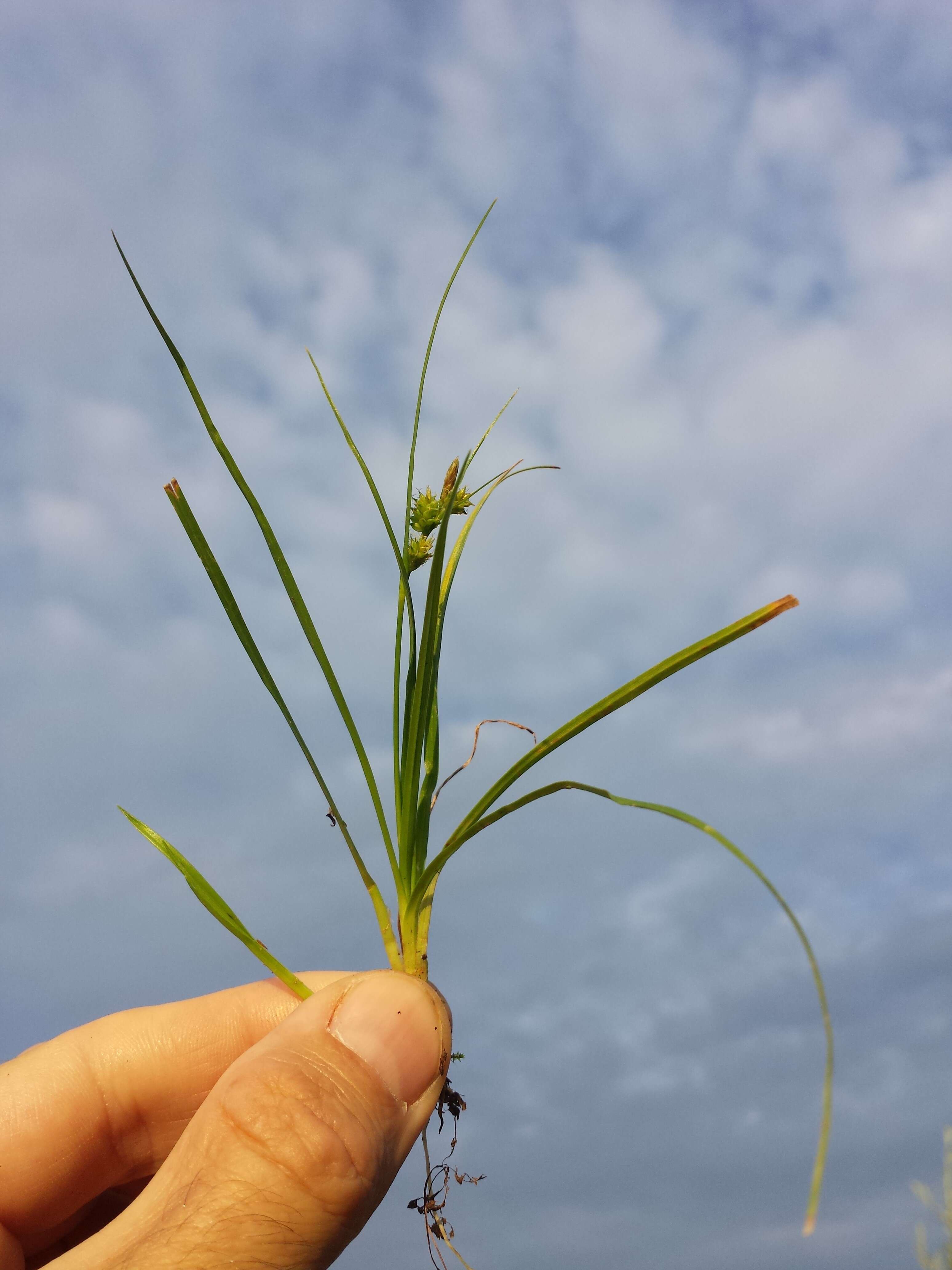 Image of Carex viridula