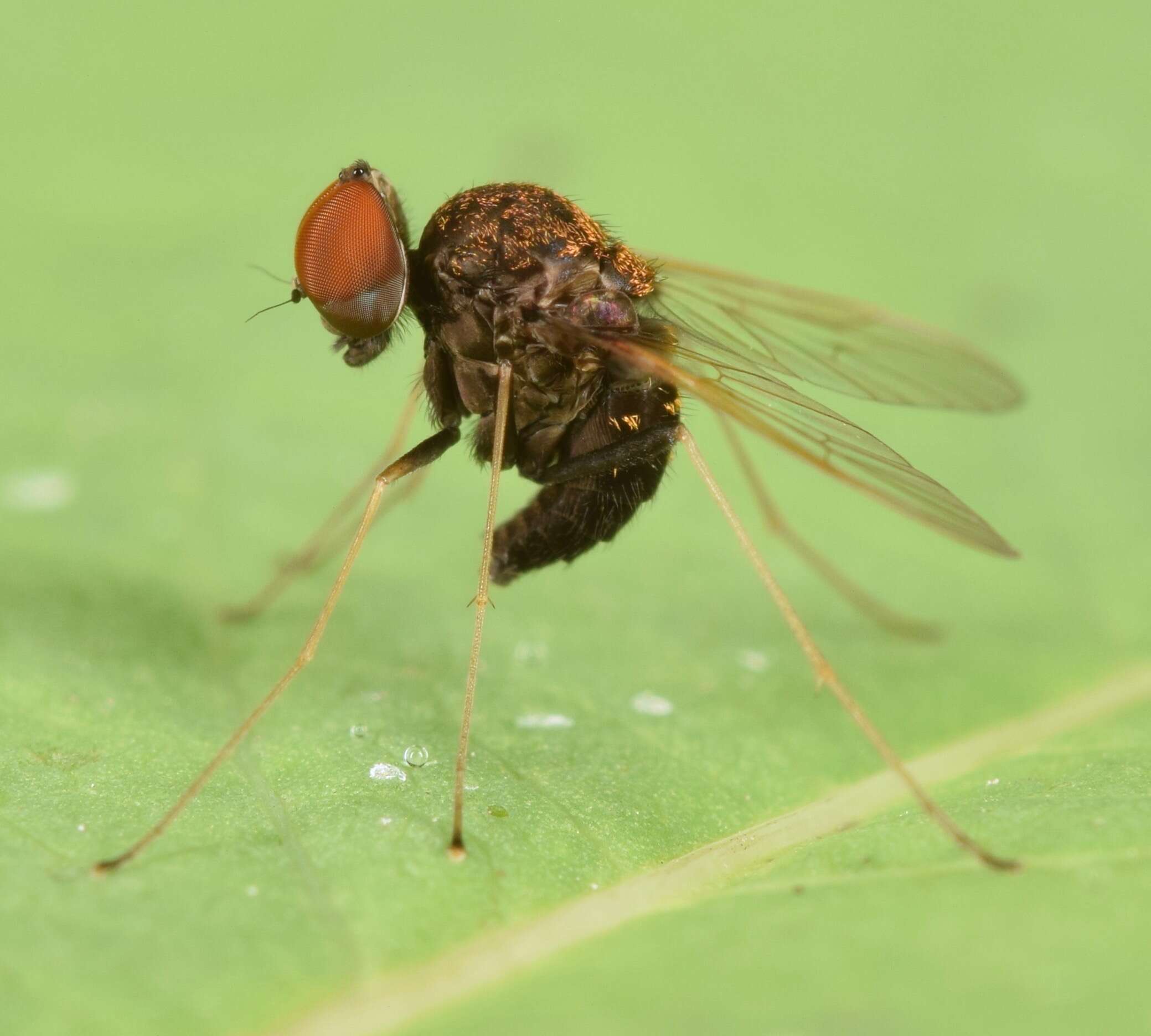 Image of Chrysopilus basilaris (Say 1823)