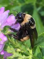 Image of Black and Gold Bumble bee