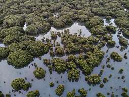 Image of Gray Mangrove