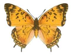 Charaxes jahlusa Trimen 1862的圖片