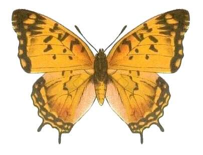 Charaxes jahlusa Trimen 1862的圖片