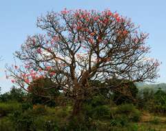 Image of erythrina