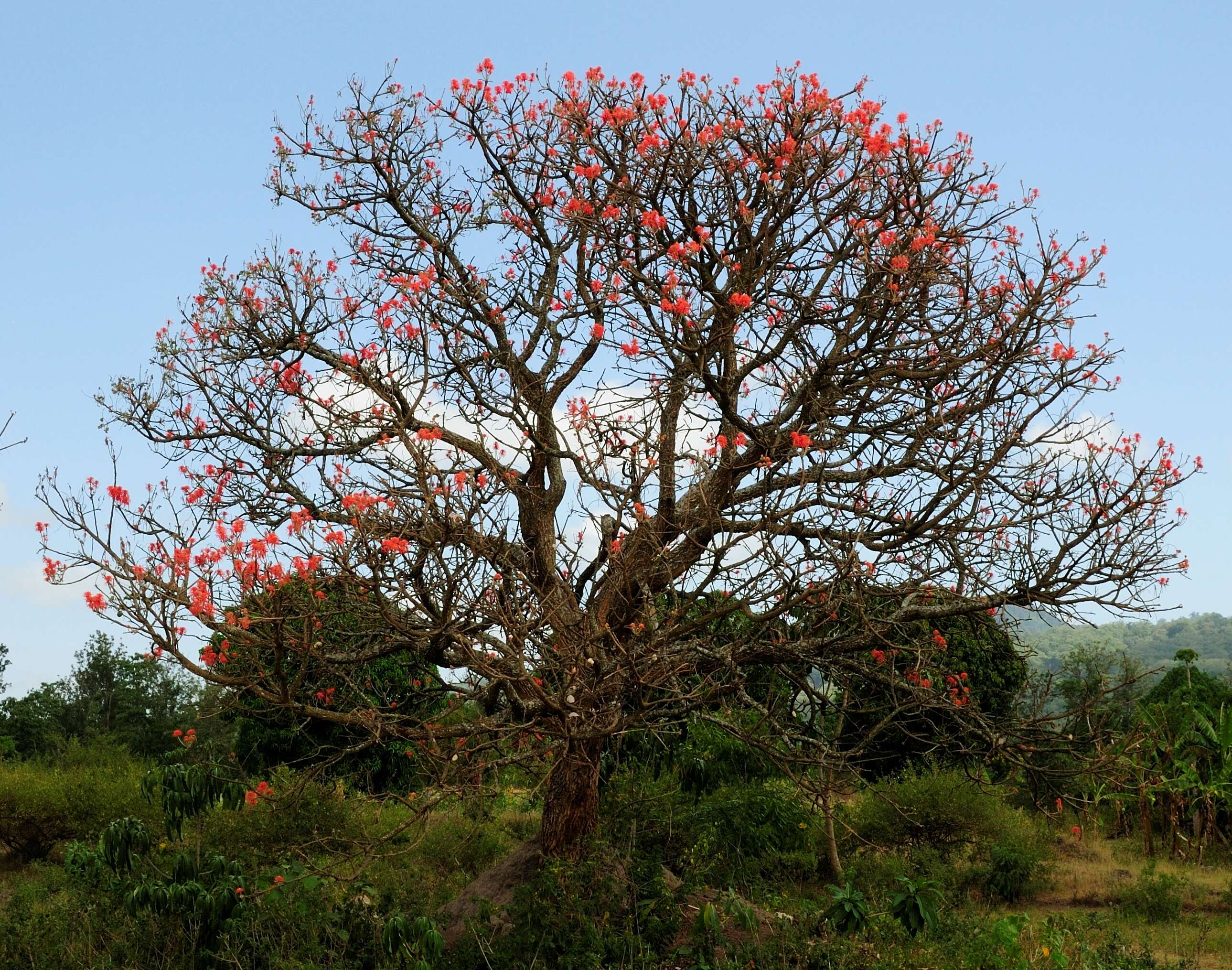 Imagem de Erythrina abyssinica DC.