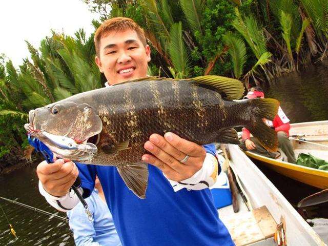 Image of Papuan black bass