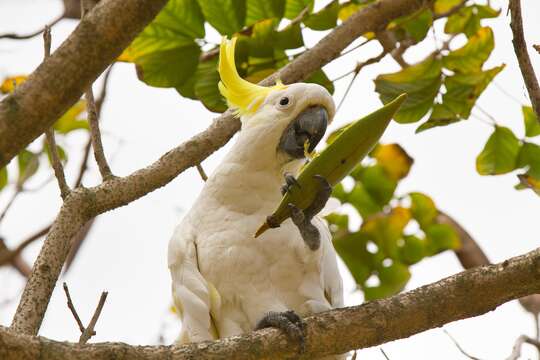 Image of Sulphur-crested Cockatoo