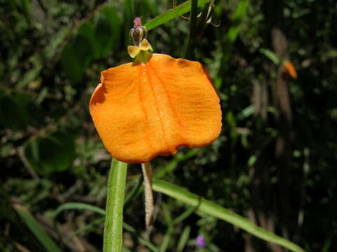 Afrohybanthus resmi