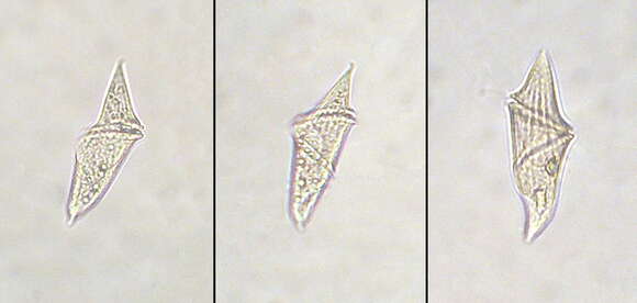 Image of Gyrodinium Kofoid & Swezy 1921