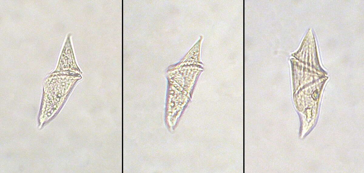 Image of Gyrodinium Kofoid & Swezy 1921