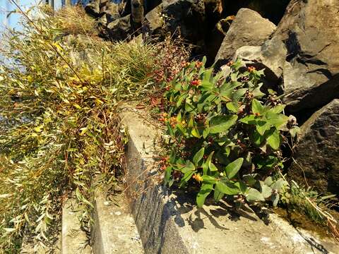 صورة Hypericum androsaemum L.